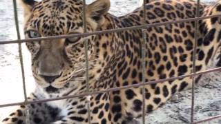Big Cat Walkabout July 18 2017