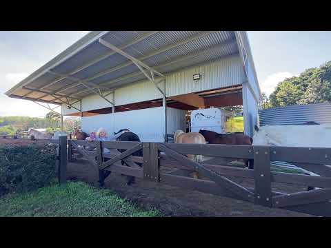 Slide 4 - Think Free Liquid 1L  (video)