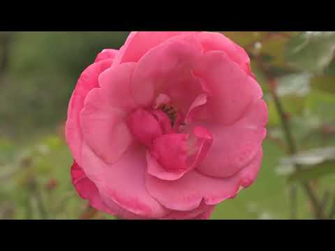 Small Is Beautiful by E. F. Schumacher, Ch.1 (Audiobook)