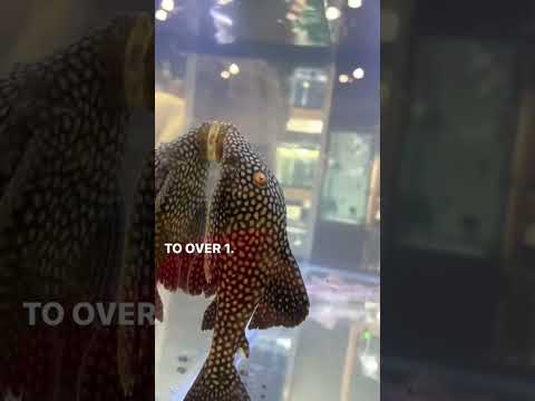 #placo #sucker #fish #aquarium