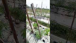 Download lagu ora sambat gur curhat.. #cabe #petanicabai #petanisukses #petanicabaiofficial #petanimilenial mp3 Download lagu ora sambat gur curhat.. #cabe #petanicabai #petanisukses #petanicabaiofficial #petanimilenial mp3