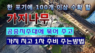 [텃밭농부 1,499]  한 포기에 100개 이상 수확 할 가지나무에 공중지주대 세우고 묶어주고 웃거름 주는…