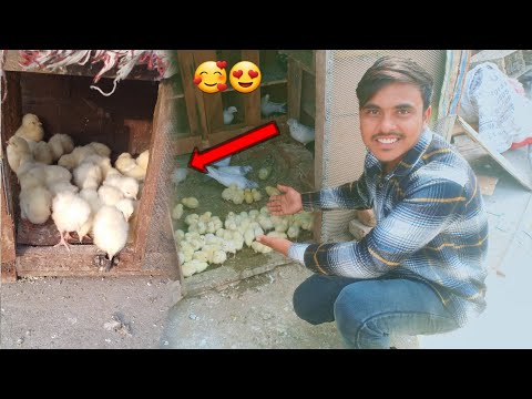 aaj ek bachcha mar gya 🐥 😢