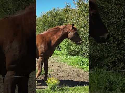 Haras en Venta en Los Cerrillos, Uruguay 🐎 | Campo de 33 ha con Casa y Producción Agrícola #venta