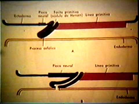 Dr Eduardo Kremenchutzky - Embriología humana