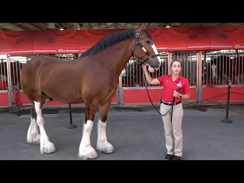 Budweiser Clydesdale horses bring history, beauty and size to Deschutes County Fair