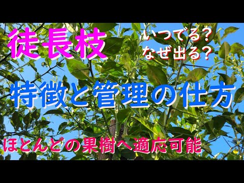 果樹の剪定はいつ行うのですか？秋の剪定方法と対処法は？完全ガイド  庭園
