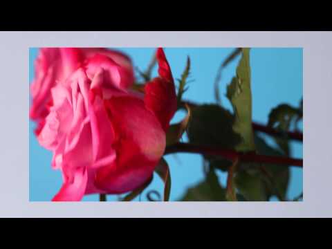 Jurgis DID & Andrius Alien – Skin