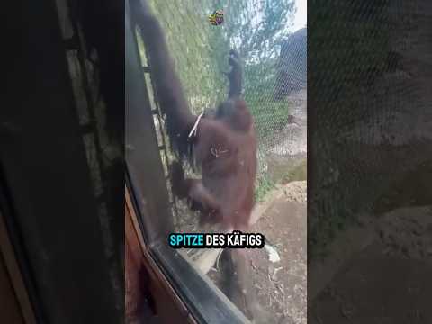 The clever orangutan who has his eye on the bag 🦧👛