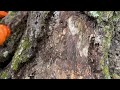Rotten Tree Infested with Subterranean Termites in Warren, NJ