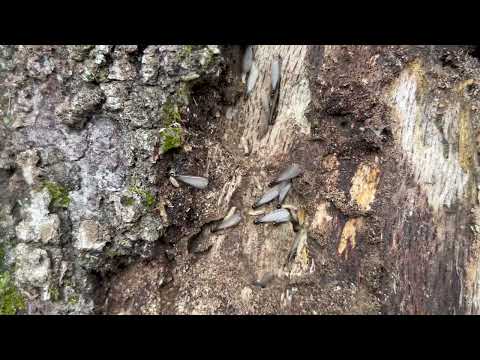 Rotten Tree Infested with Subterranean Termites in Warren, NJ