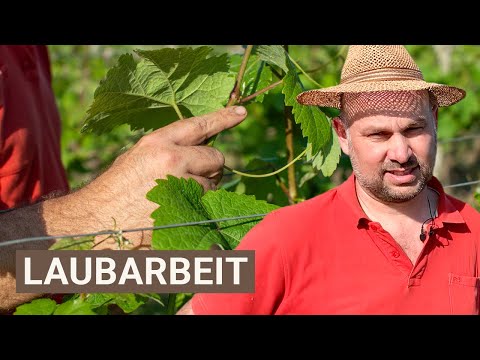 Pinching out vines & guiding shoots: A brief overview of canopy management (Part I)