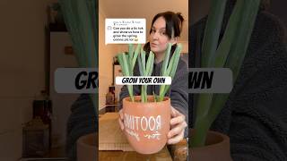 #growyourown #onions #savingmoney #moneysavingtips #growyourownfood