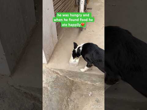 Bring their smiles back❤️ #viralvideo #forypupage #shortvideo #streetdog