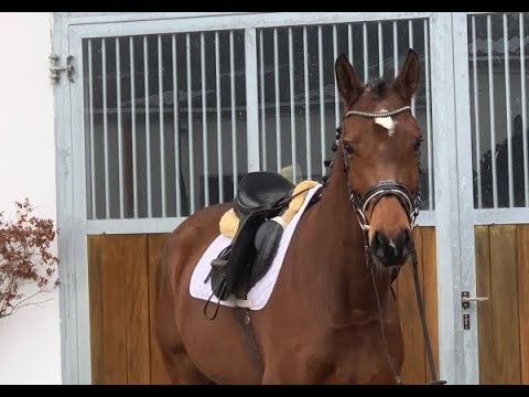 Carlsson 4j. v. Comte - Quebec  VB 12.000,- Euro