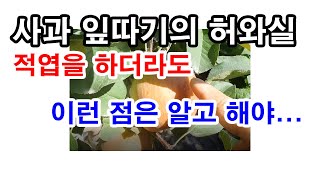 사과 잎따기. 적엽을 하더라도 이런 점은 알고 해야... (사과 적엽, 사과 잎 소지, 사과 잎 따주기, 사…