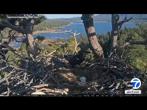 Beloved Big Bear bald eagles lose both eggs after ravens invade nest