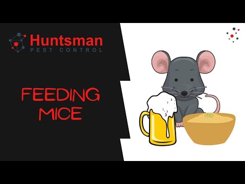 Huntsman Pest Control video.