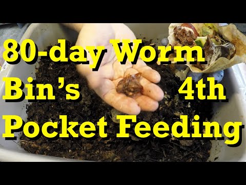 Pocket feeding #4 for 80 day old worm bin   vermicomposting
