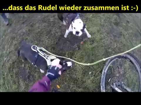 2 Boston Terrier und 1 Bullterrier zu Gast in Senne Schlittenhunderennen  2014 Hundeschule Staplack