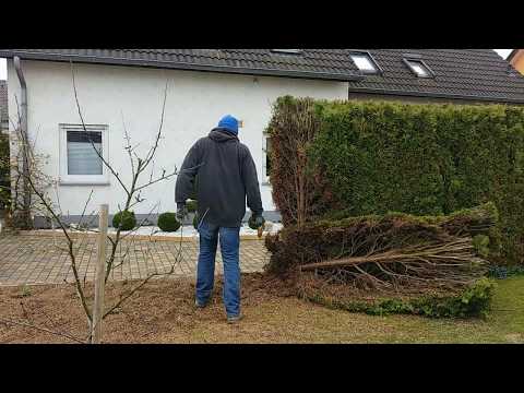 Hecke entfernen