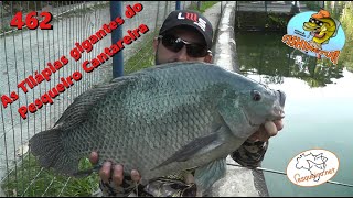 As Tilápia Gigantes do Cantareira - Fishingtur na TV 462