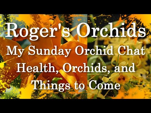 My Sunday Orchid Chat - Health, Orchids, and Things to Come