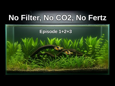 No Filter, No CO2, No Problem! | Low Tech Natural Planted Tank Tutorial • Ep. 1,2,3