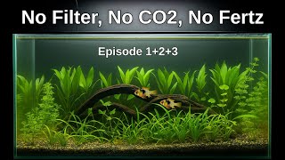 No Filter, No CO2, No Problem! | Low Tech Natural Planted Tank Tutorial • Ep. 1,2,3