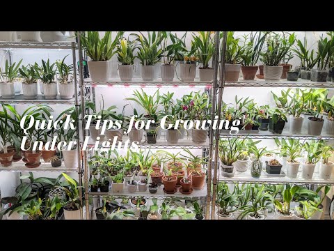 Growing Orchids Indoors Under Lights | Blooming High Light Orchids & Species - Quick Tips & Tricks