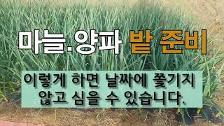마늘 양파 밭 준비 이렇게 하면 날짜에 쫓기지 않고 심을 수 있습니다. #주말농장 #마늘가꾸기 #양파가꾸기 …