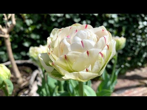 download lagu mp3 mp4 Tulip Danceline For Sale, download lagu Tulip Danceline For Sale gratis, unduh video klip Tulip Danceline For Sale