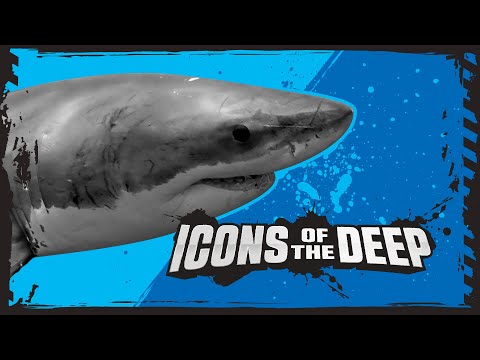 Humboldt Squid Vs Great White Shark! | Deadly Animal Showdowns | BBC Earth Kids