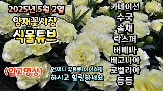 (양재꽃시장 식물튜브) 어떤 식물들이 입고되었는지 시청 하시면서 눈호강과 힐링타임 되시길 바라겠습니다~  #…