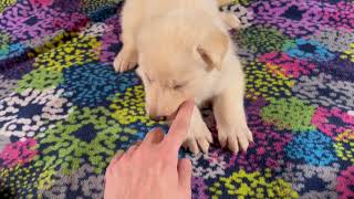 Video preview image #1 German Shepherd Dog Puppy For Sale in PIEDMONT, MO, USA