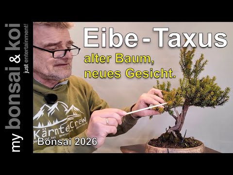 Bonsai 2026-5 - Yew - Taxus - a new face for the old tree!