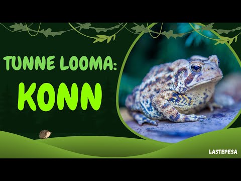 Tunne Looma: KONN