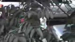 Foxy Brown Star Cry Fan Version