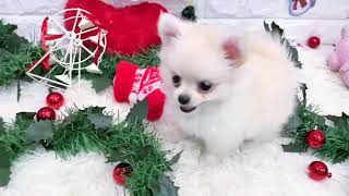 ハーフ犬の動画01