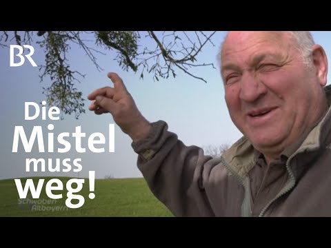 , title : 'Grüne Mitesser: Kampf der Mistel | Landwirtschaft | Schwaben & Altbayern | BR'