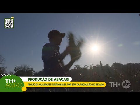 Guaraçaí responde por 82% da produção de abacaxi em São Paulo