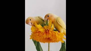 コザクラインコと向日葵