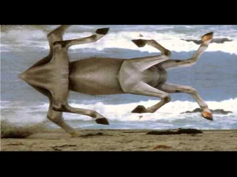 Video thumbnail for Horseleg Swastikas