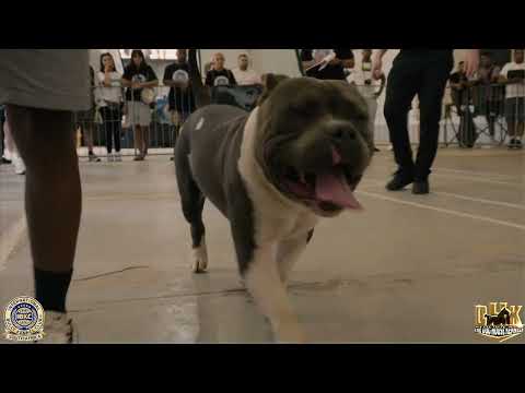 IBKC Africa Bully Party and Show 2022