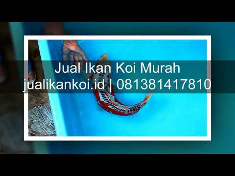 Durasi pil untuk potensi Yang bisa senang dengan sms Wanita