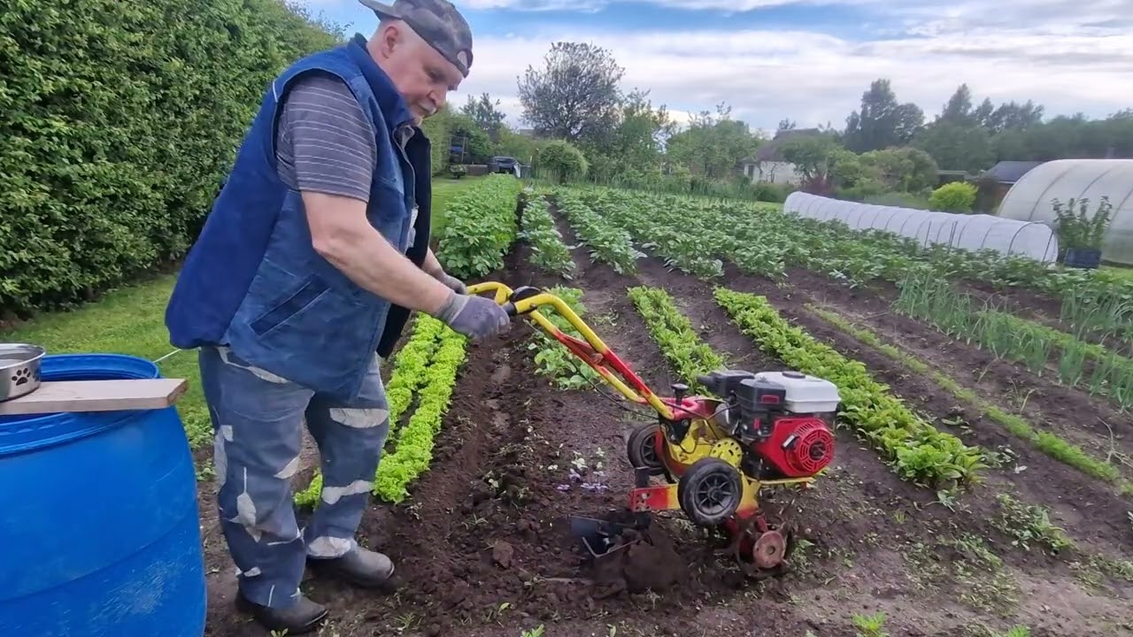Рыхление междурядьев картошки лёгким культиватором.Loosening the potatoes with a light cultiva