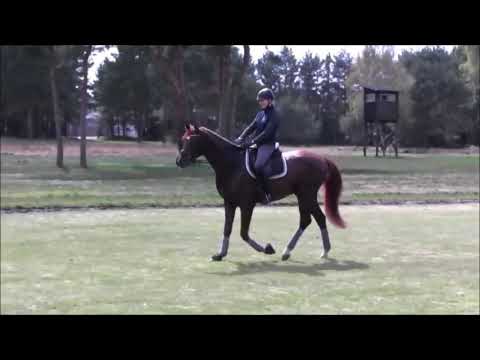Finnigan Floriscount   Don Schufro   Rubinstein I in der Heide 2016