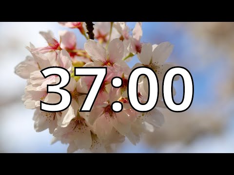 37 Minutes Timer with Music | Cherry Blossom Timer