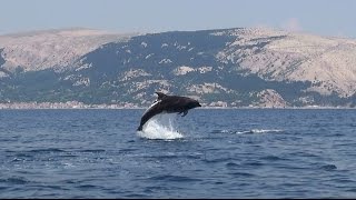 preview picture of video 'Delphine in der Bucht von Baska'