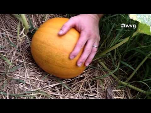 , title : 'When To Harvest Your Pumpkin - Quick Tip'